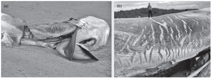 an eviscerated shark, and detail of stretch marks on its skin